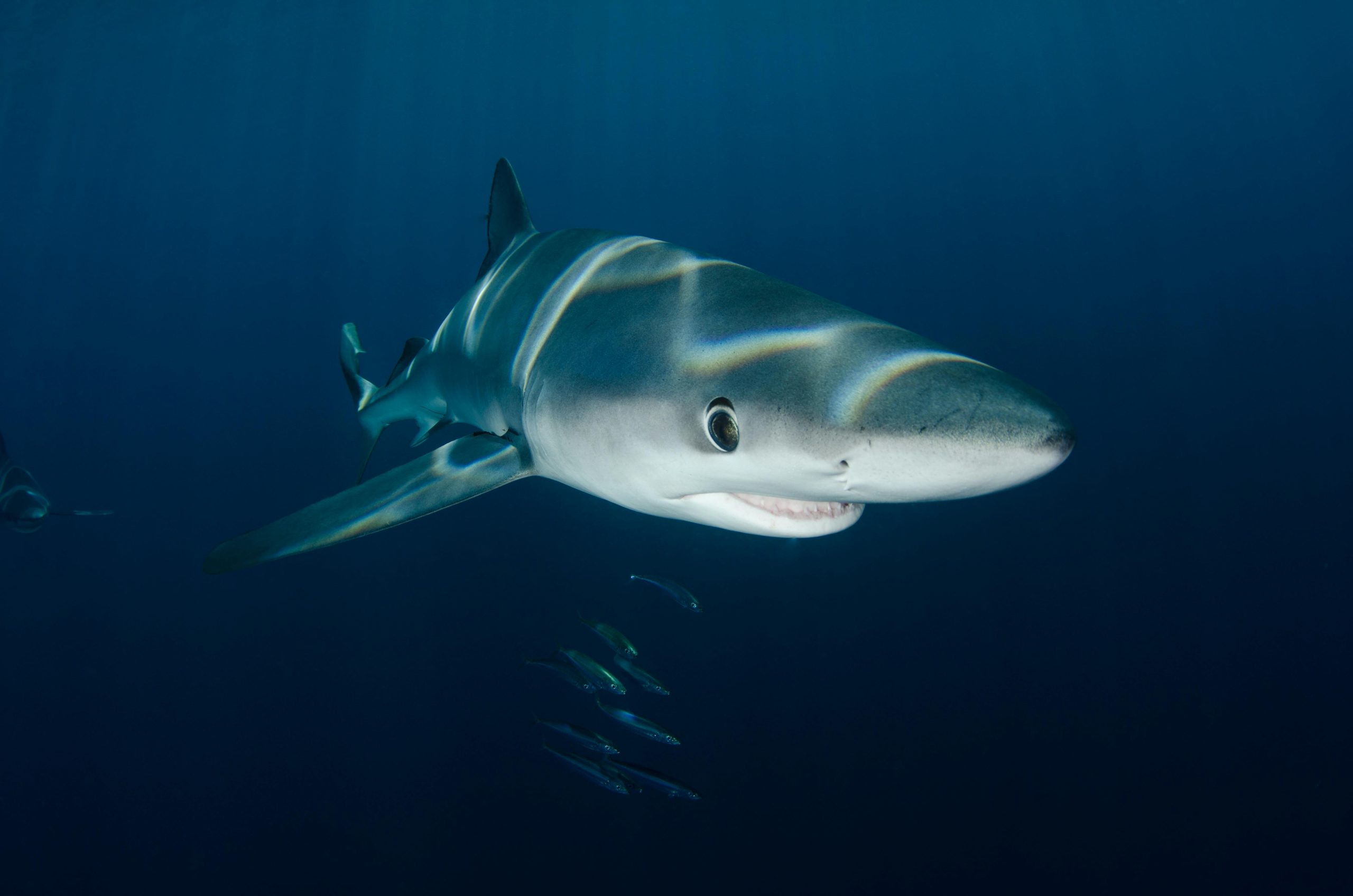 Stunning close-up image d'un requin bleu nageant sous l'eau à Nantucket.