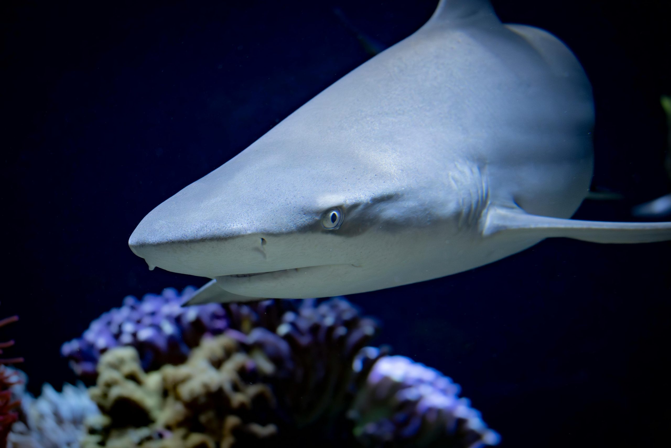 Bienfaits cartilage requin santé articulaire