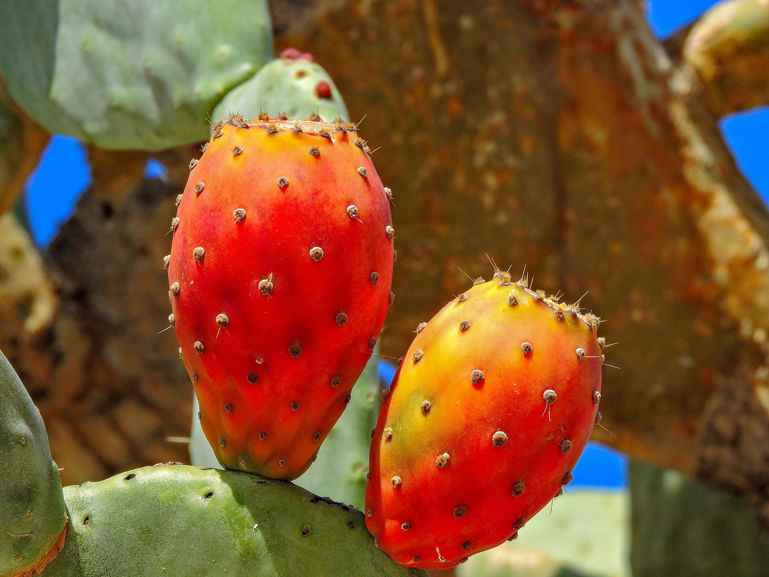 Close-up de fruits de figuier de Barbarie vibrants avec un ciel bleu vif en arrière-plan.