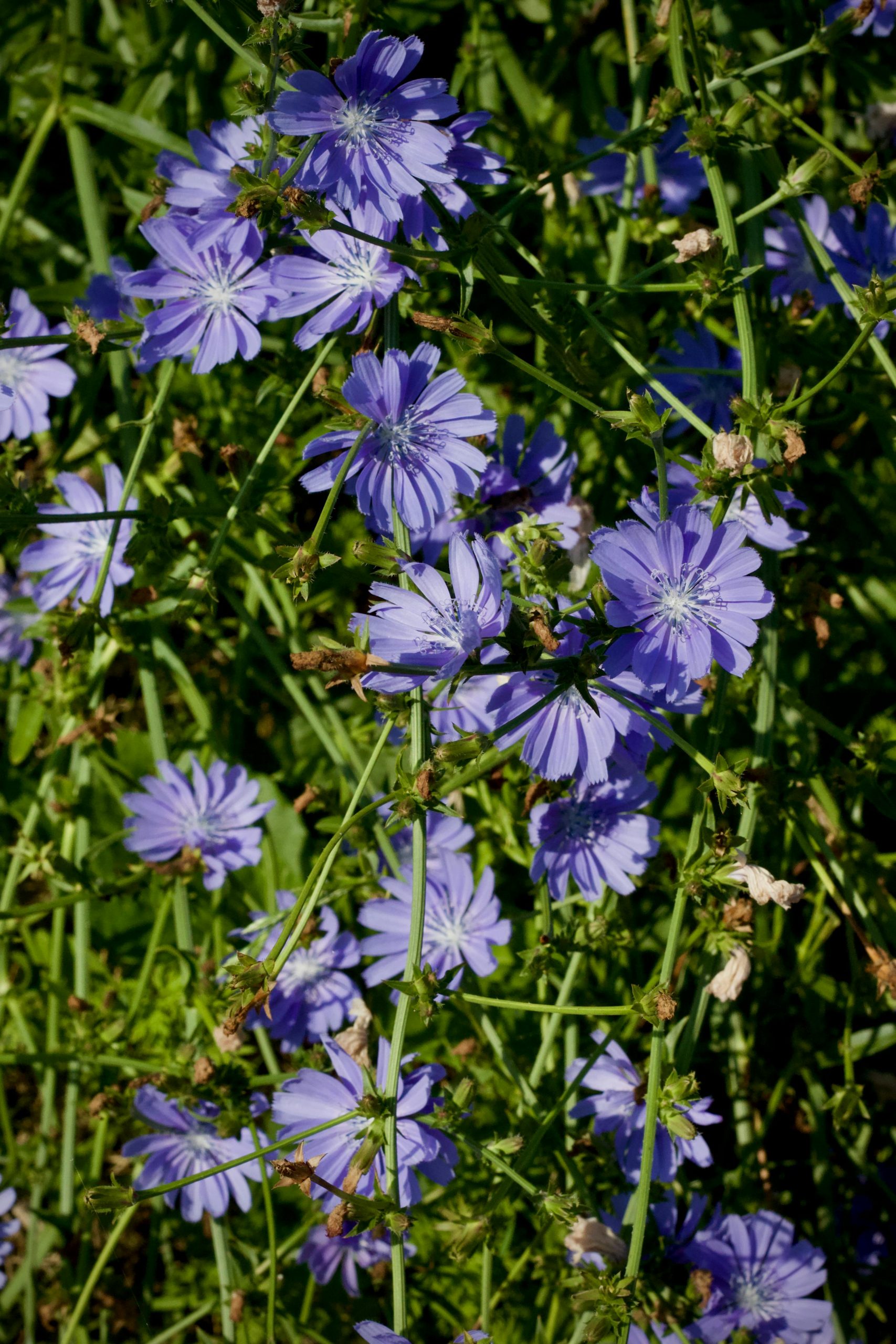 Un gros plan de fleurs de chicorée bleues vibrantes dans un jardin d'été luxuriant.