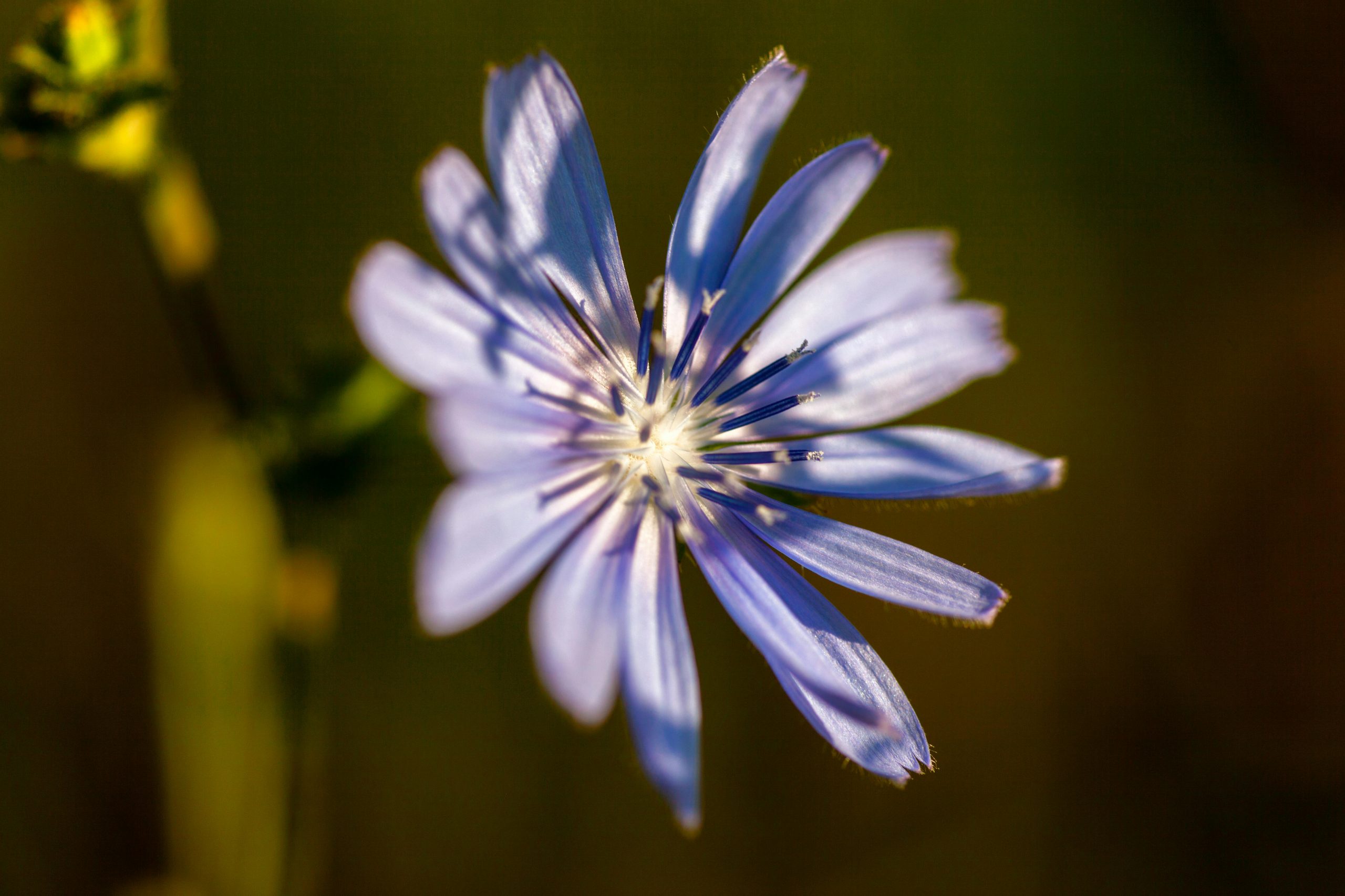 Vertus et précautions d'utilisation de la chicorée
