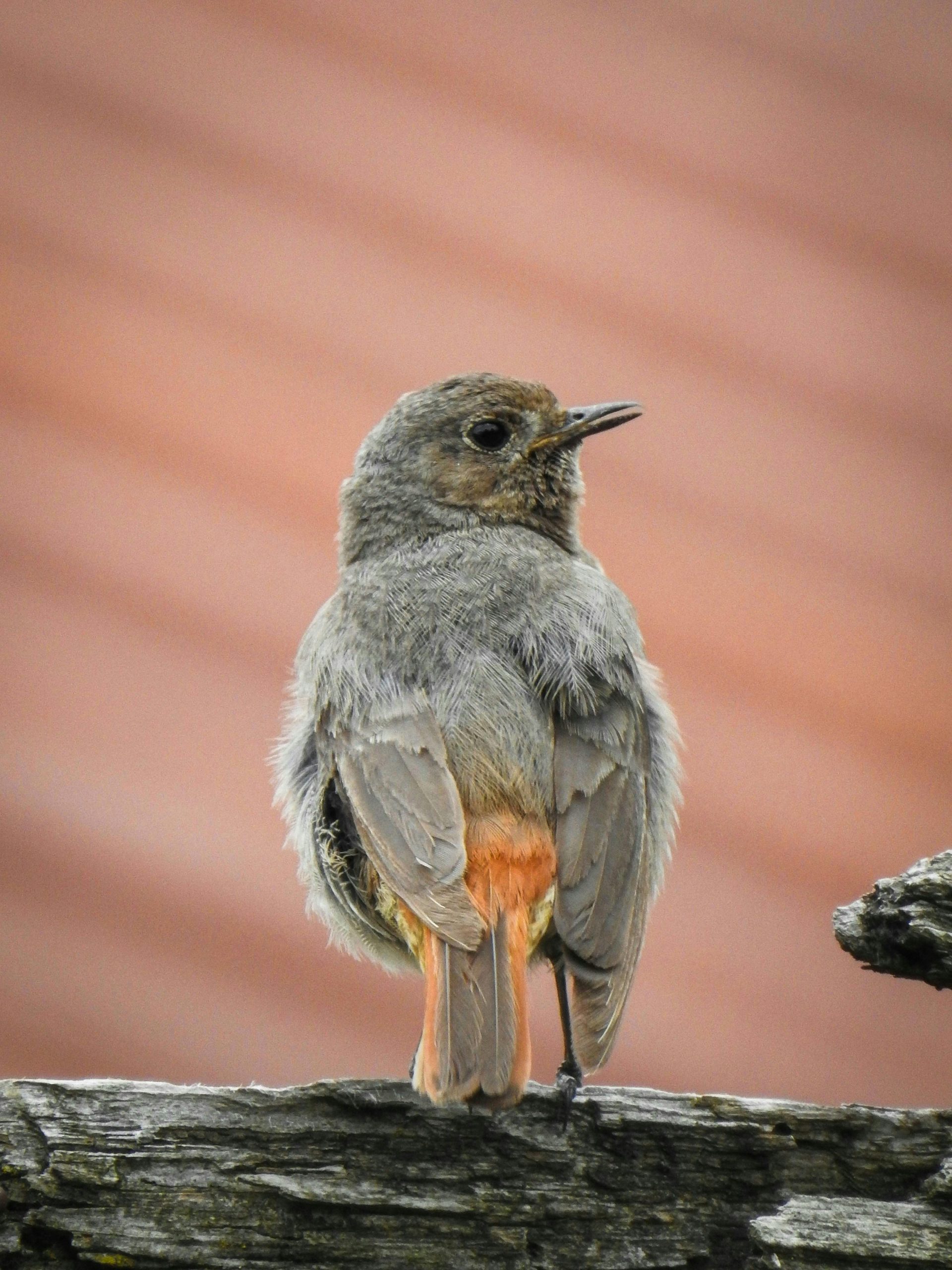 Captivant gros plan d'un rougequeue perché sur une clôture en bois rustique, mettant en valeur son plumage.