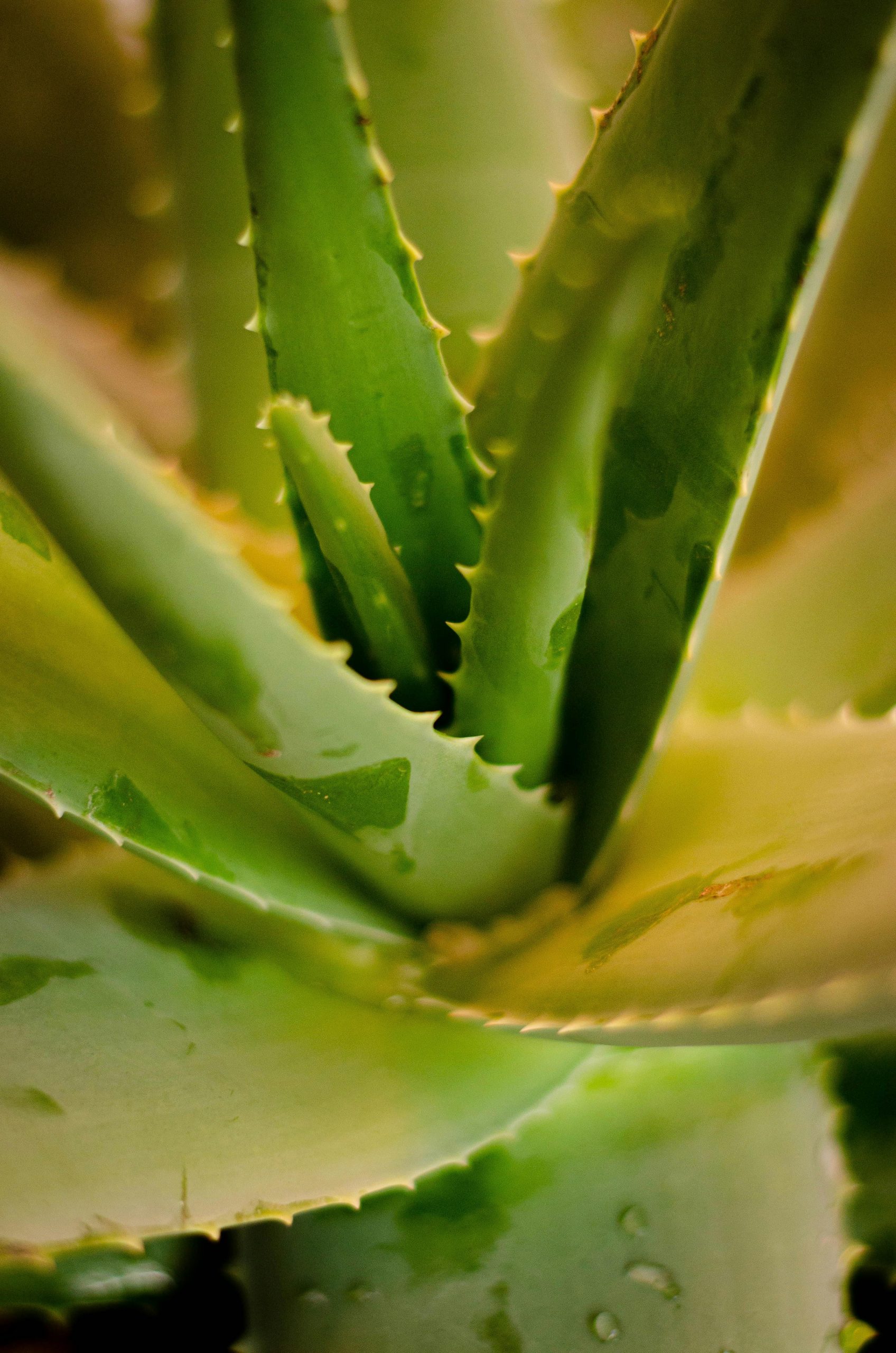 Aloe vera gel bienfaits usage sécurisé
