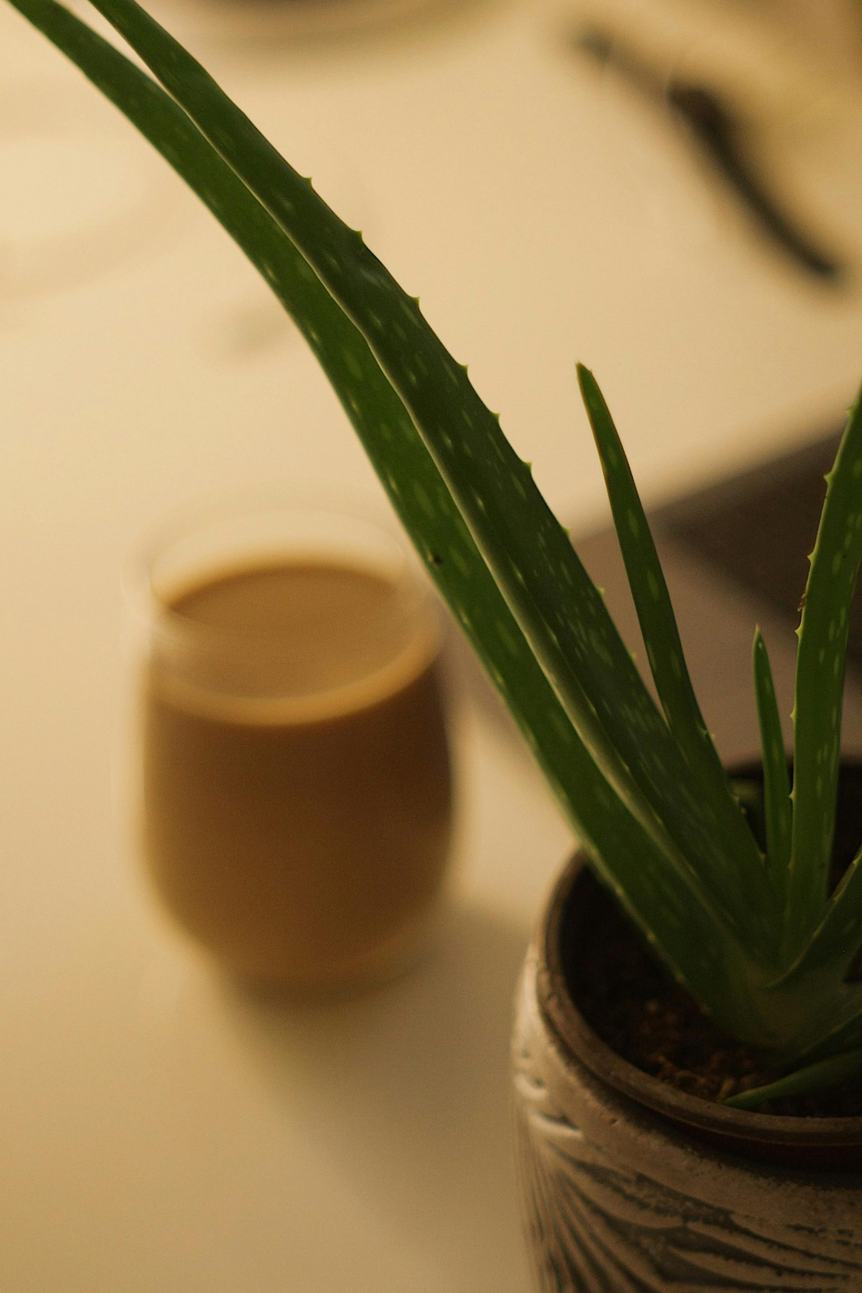 Aloe vera timing repas optimal
