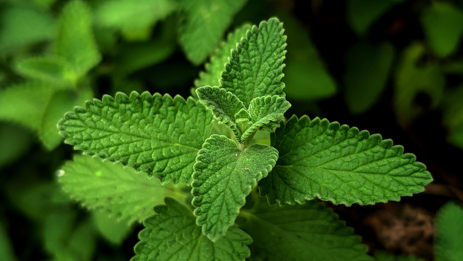 Plante verte évoquant la phytothérapie naturelle