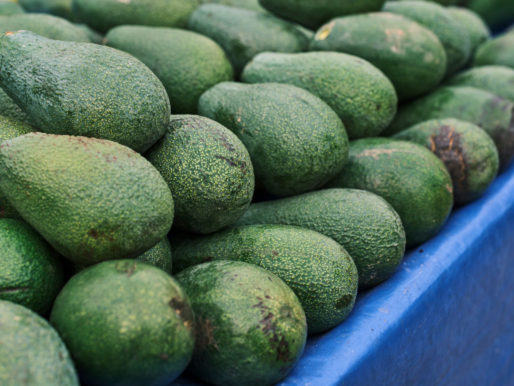 Tas d avocats frais empilés