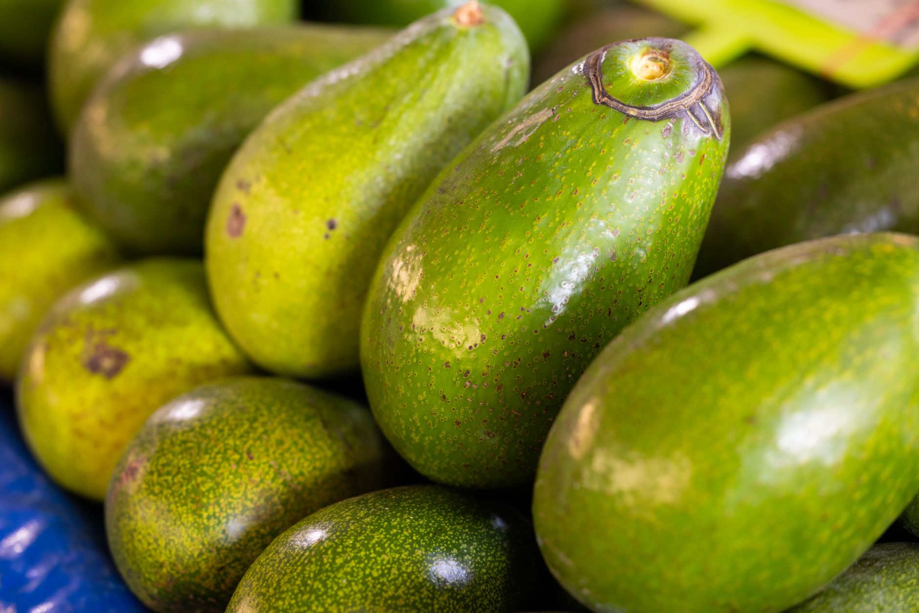 Avocats verts en gros plan