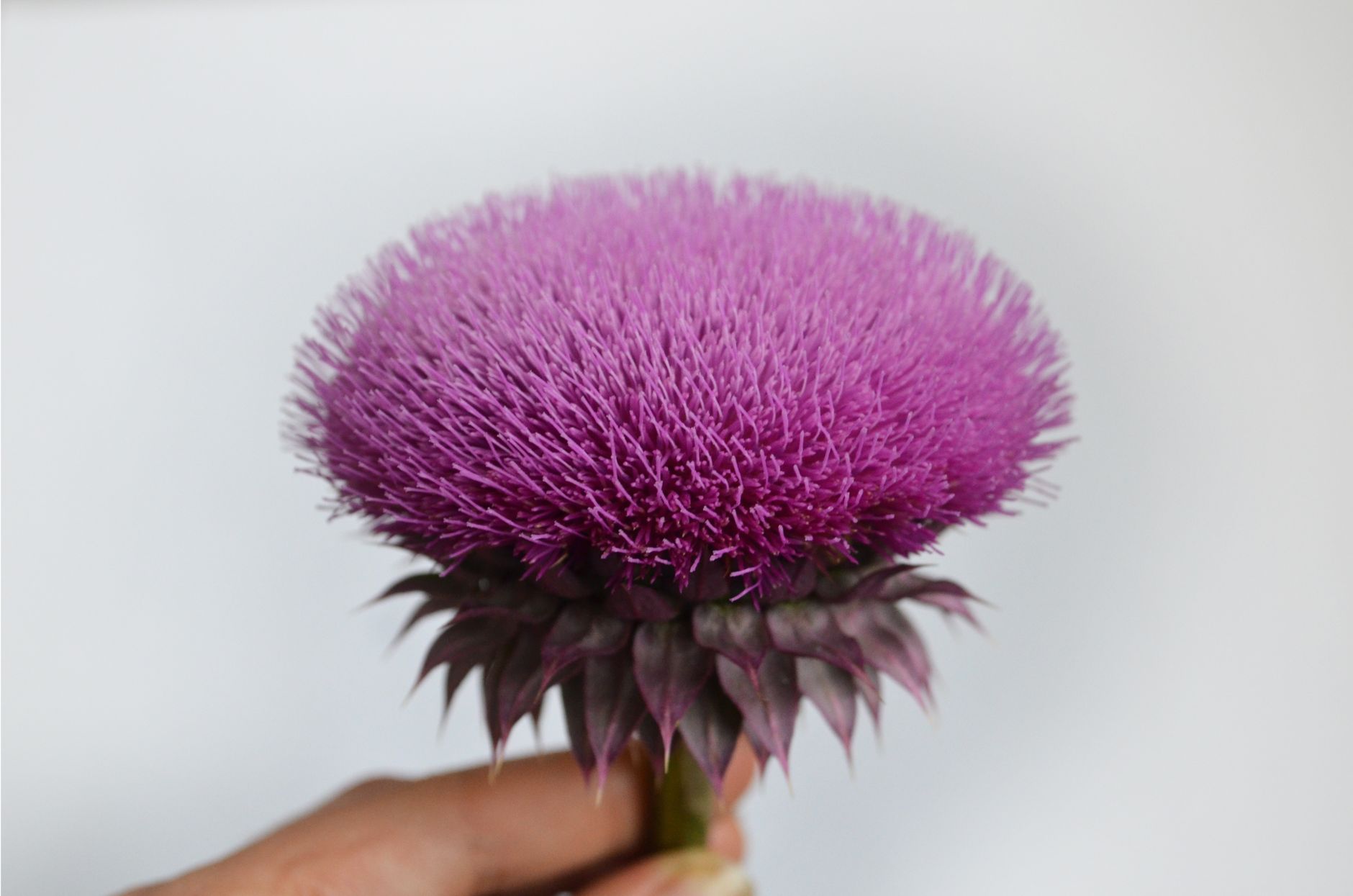 Fleur violette de chardon-marie tenue à la main
