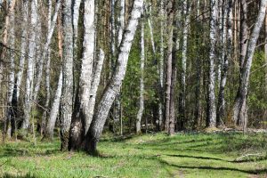 Forêt de bouleaux traversée par la lumière du printemps